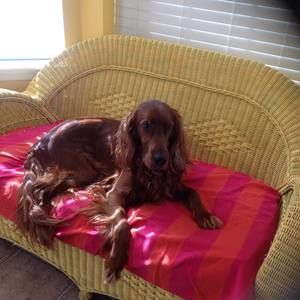 Meet your Posher, Iris